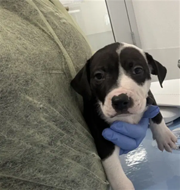 Aster - American Pit Bull Terrier