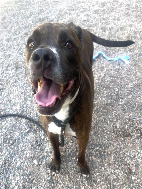 COURAGE, a dog for adoption from Maricopa County Animal Care & Control - East Valley Animal Care Center