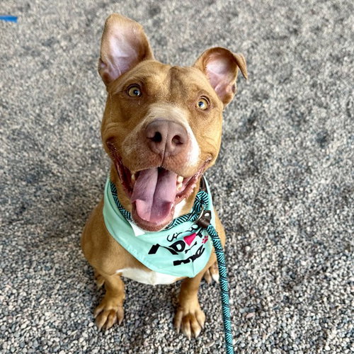 CHUTNEY, a dog for adoption from Maricopa County Animal Care & Control - East Valley Animal Care Center