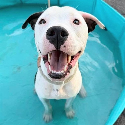 FREDDY, a dog for adoption from Maricopa County Animal Care & Control - East Valley Animal Care Center