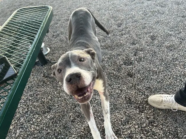 Tyson - American Pit Bull Terrier