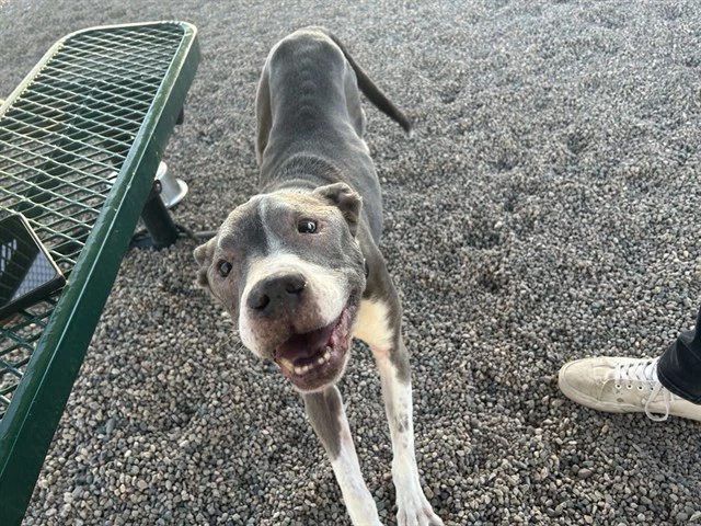 Tyson