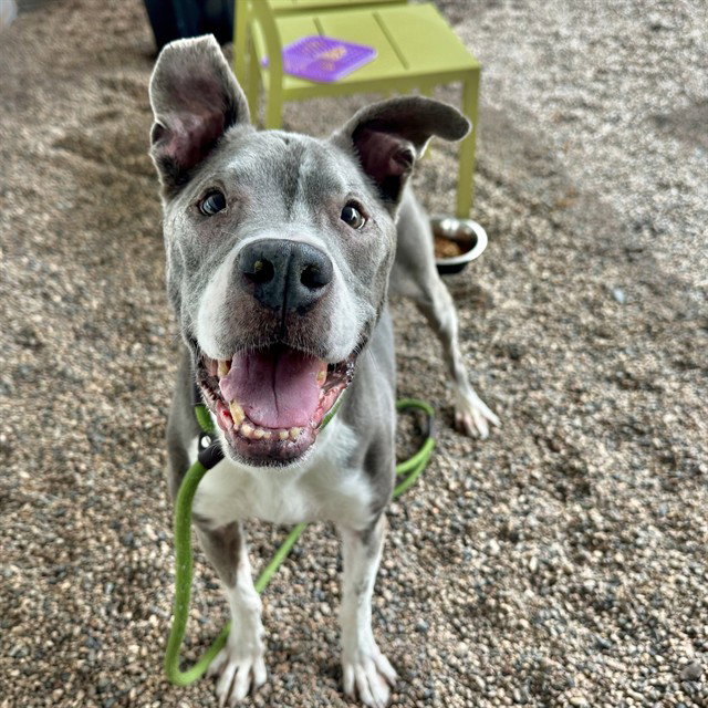 TYSON