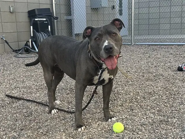 Chewie - American Pit Bull Terrier