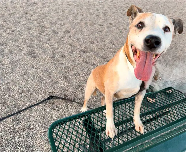 Titan - American Pit Bull Terrier