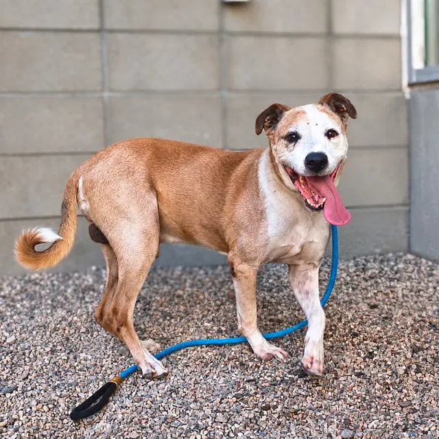 Titan - American Pit Bull Terrier