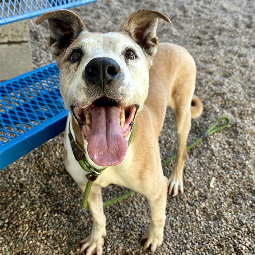 TITAN, a dog for adoption from Maricopa County Animal Care & Control - East Valley Animal Care Center