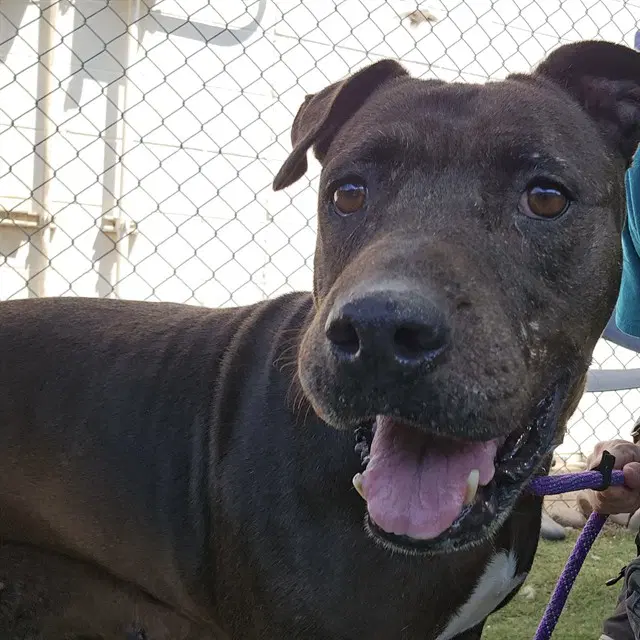 Mistique - American Pit Bull Terrier