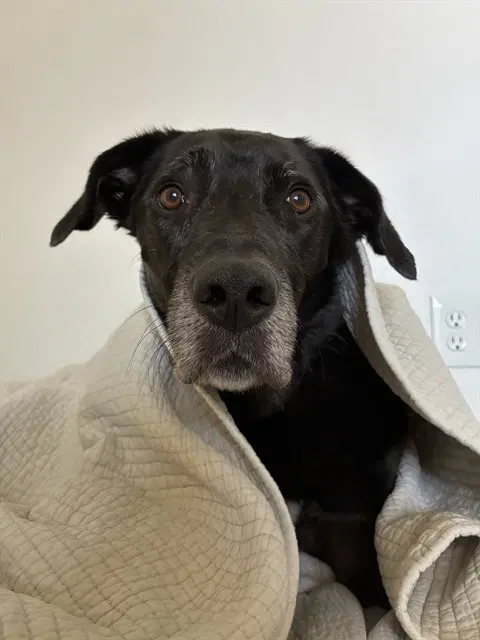 Bella - Labrador Retriever