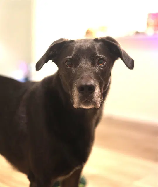 Bella - Labrador Retriever