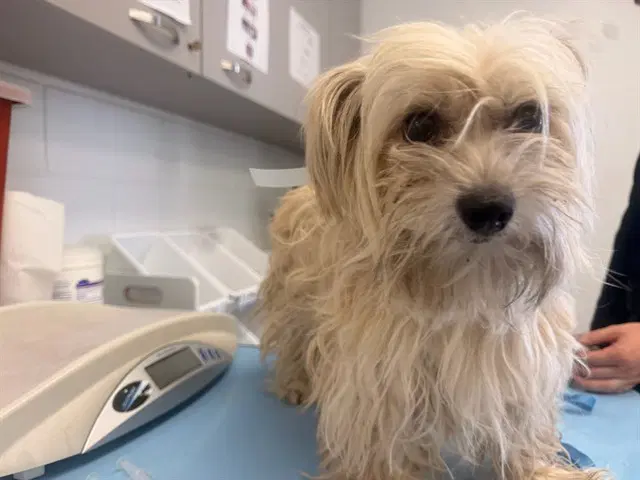 Libman - Shih Tzu