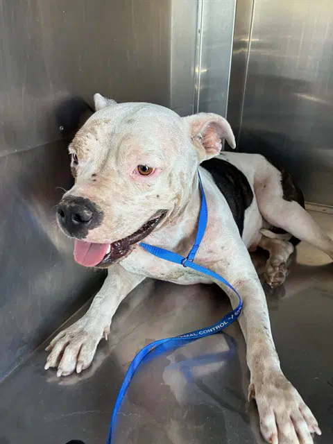Shelby - American Pit Bull Terrier
