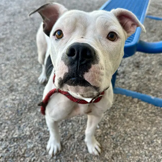 Shelby - American Pit Bull Terrier