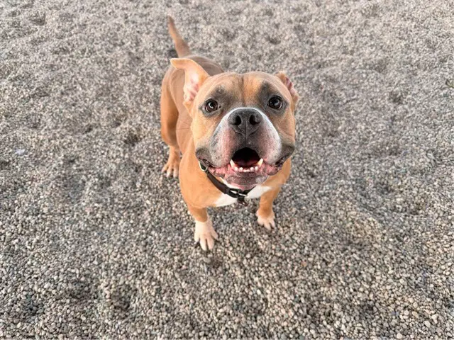 Barron - American Pit Bull Terrier