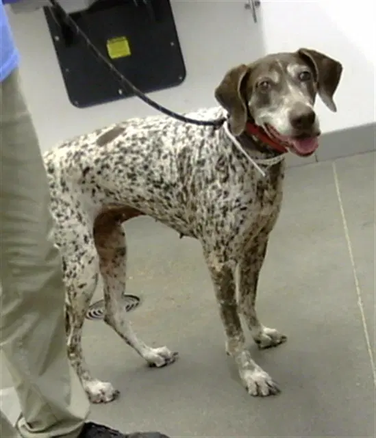 Willow - German Shorthaired Pointer