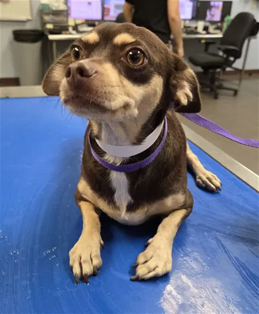 Queenie - Chihuahua