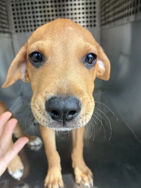 Dipper - Black Mouth Cur