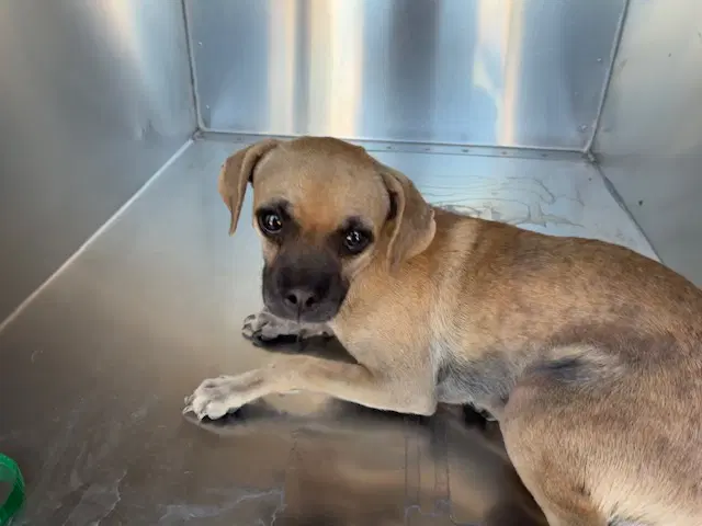 Danny - Chihuahua
