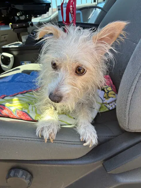 Jane - Cairn Terrier