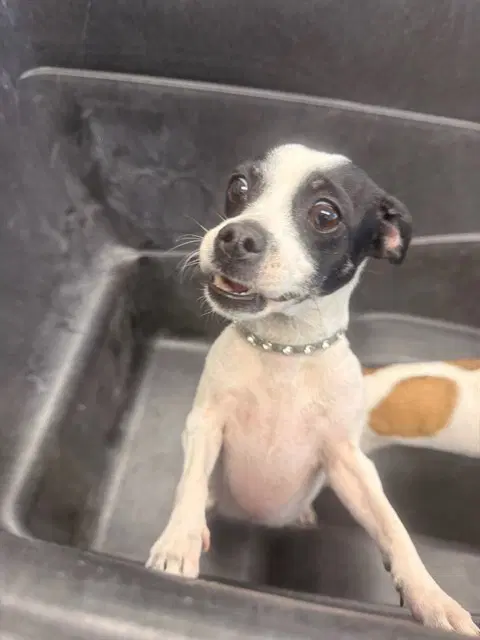 Miriam - Chihuahua