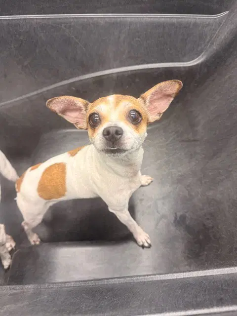 Rumspringa - Chihuahua