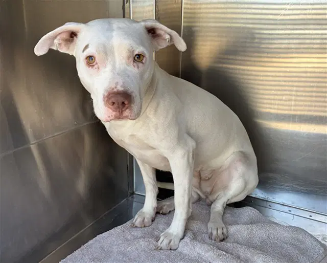 Pickles - American Pit Bull Terrier