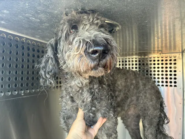 Edith - Poodle (Standard)