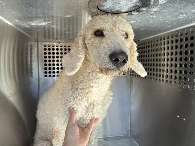 Arnold - Poodle (Standard)