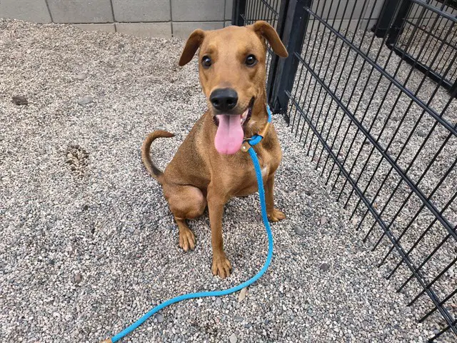 Benji - Doberman Pinscher