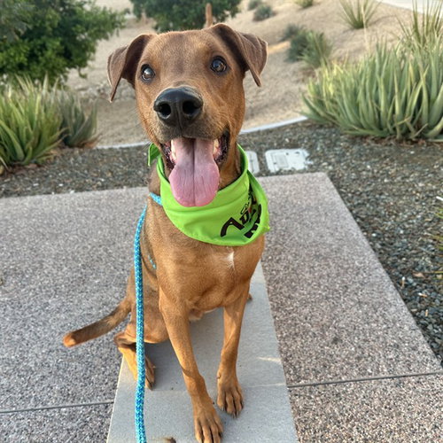BENJI, a dog for adoption from Maricopa County Animal Care & Control - East Valley Animal Care Center
