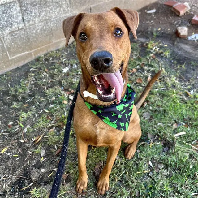Benji - Doberman Pinscher