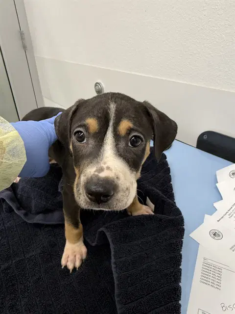 Maple - American Pit Bull Terrier