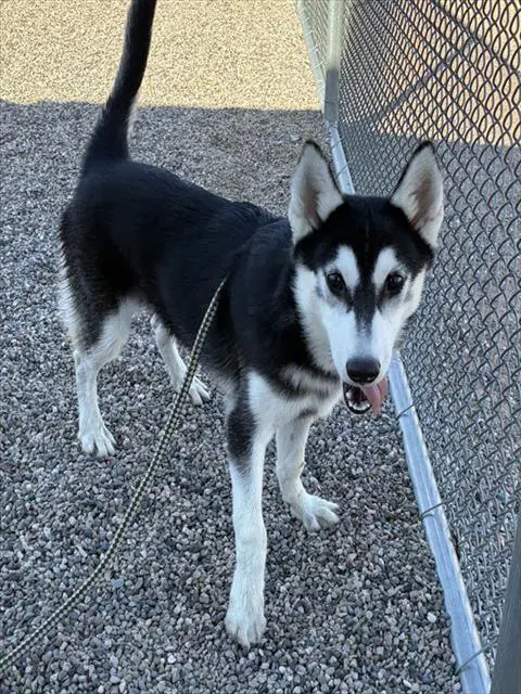 Corndog - Husky