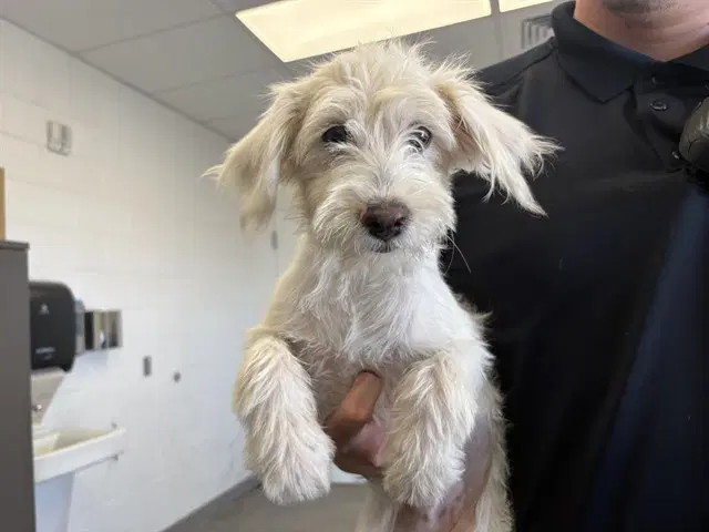 Skittles - West Highland White Terrier Westie