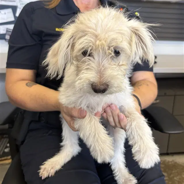Taffy - West Highland White Terrier Westie