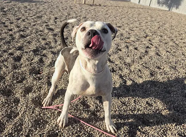 Roger - American Pit Bull Terrier