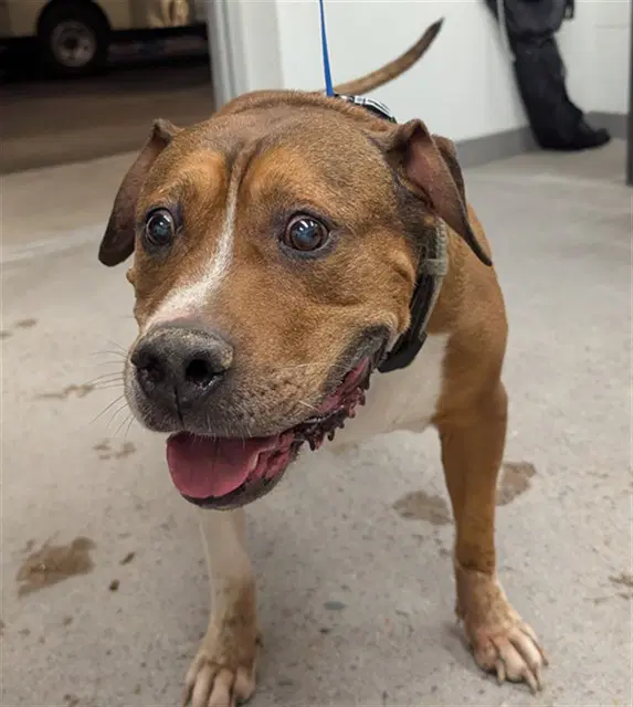 Artie - American Staffordshire Terrier