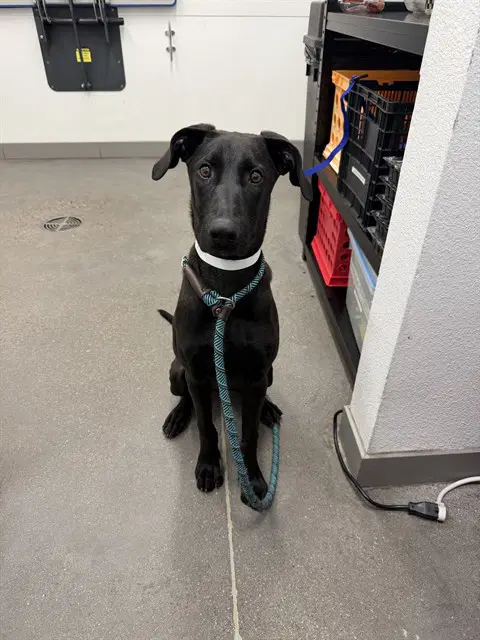 Kimchi - Labrador Retriever