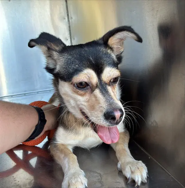 Connie - Rat Terrier