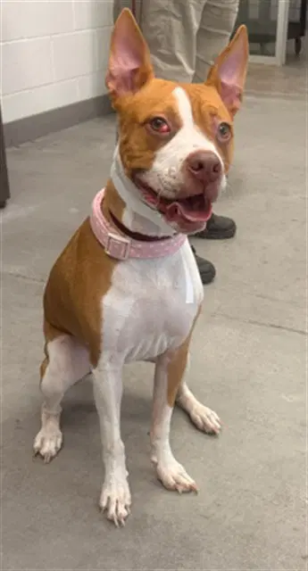 Casey - American Pit Bull Terrier