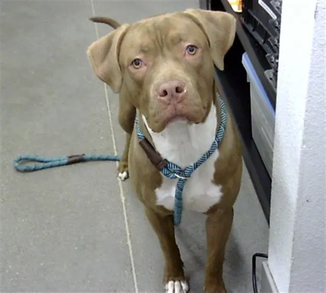 Chopper - American Pit Bull Terrier