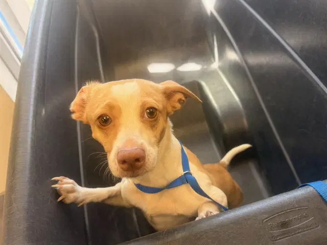 Sue - Chihuahua