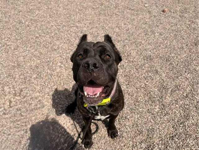 Athena - Cane Corso Mastiff