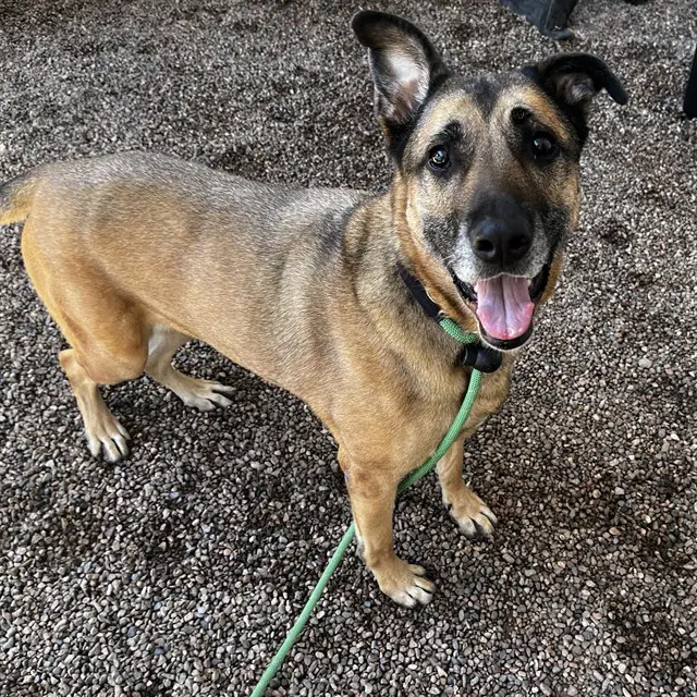 Daisy - German Shepherd Dog