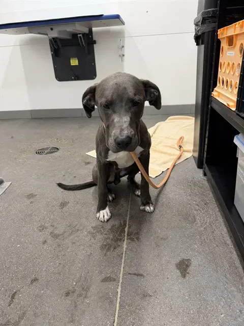 Aldo - American Pit Bull Terrier