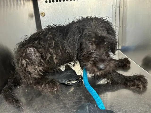 Thunder - Wheaten Terrier