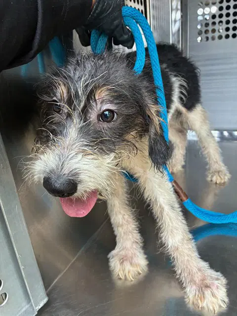 Bolt - Wheaten Terrier