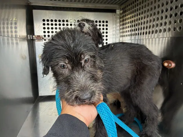 Rainy - Wheaten Terrier