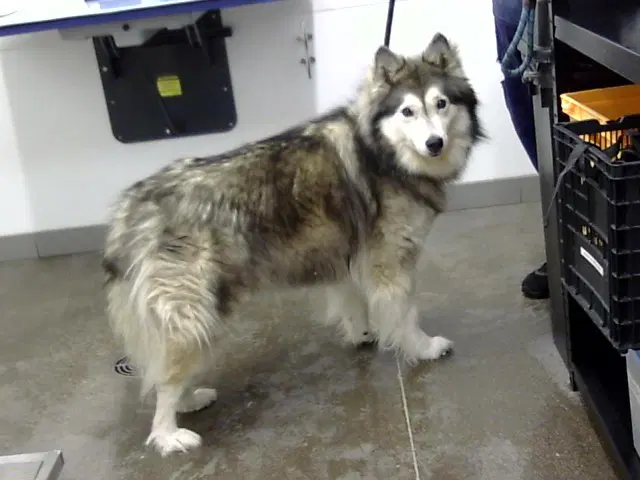 Mila - Husky