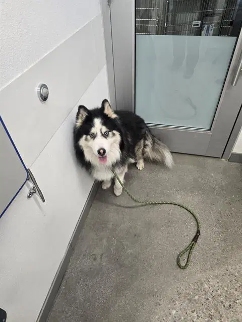 Theodore - Siberian Husky